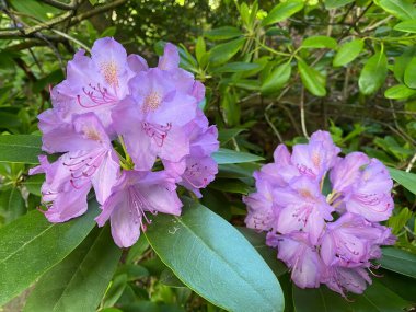 Katawba rhododendron (Rhododendron catawbiense) veya Rhododendron Hybride Catawbiense Grandiflorum (İsviçre Zürih Üniversitesi Botanik Bahçesi, İsviçre)
