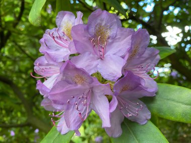Katawba rhododendron (Rhododendron catawbiense) veya Rhododendron Hybride Catawbiense Grandiflorum (İsviçre Zürih Üniversitesi Botanik Bahçesi, İsviçre)