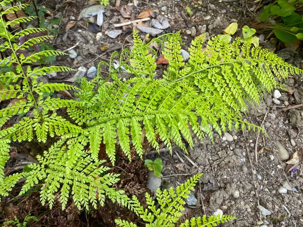 Odwrócona Fern Arachniodes Standishii Lub Odwrócona Fern Ogród Botaniczny Uniwersytetu — Zdjęcie stockowe