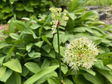 Zafer soğanı (Allium victorialis), Alpine pırasası, Alpine geniş yapraklı ittifakı, Allermannsharnisch, Siegwurz-Lauch, Bergknoblauch, Sigmarslauch, Siegmarsmaennlein, Siegwurz oder Schlangenwurz