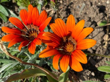 Gazania Cultivar 'Cooper King' (Gazania Hybrid 'Cooper King') veya Gazania Hybride 'Kupferglut' veya Gazanija hibrid 'Bakreni kralj' (İsviçre 'deki Zürih Üniversitesi Botanik Bahçesi))