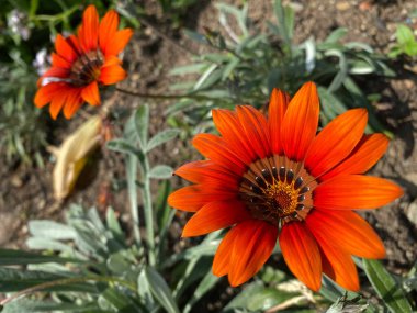 Gazania Cultivar 'Cooper King' (Gazania Hybrid 'Cooper King') veya Gazania Hybride 'Kupferglut' veya Gazanija hibrid 'Bakreni kralj' (İsviçre 'deki Zürih Üniversitesi Botanik Bahçesi))