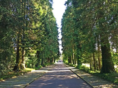 Saint Gallen Feldli Mezarlığı 'na park (Park auf dem Friedhof Feldli, Sankt Gallen), St. Gallen - İsviçre (Schweiz)