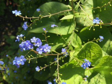 Saint Gallen Feldli Mezarlığı 'nda çiçek ve botanik ayrıntıları (Blumen und botanische Details auf dem Friedhof Feldli in Sankt Gallen), St. Gallen - İsviçre (Schweiz)