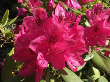Saint Gallen Feldli Mezarlığı 'nda çiçek ve botanik ayrıntıları (Blumen und botanische Details auf dem Friedhof Feldli in Sankt Gallen), St. Gallen - İsviçre (Schweiz)