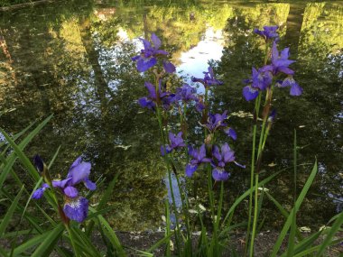 Saint Gallen Feldli Mezarlığı 'nda çiçek ve botanik ayrıntıları (Blumen und botanische Details auf dem Friedhof Feldli in Sankt Gallen), St. Gallen - İsviçre (Schweiz)