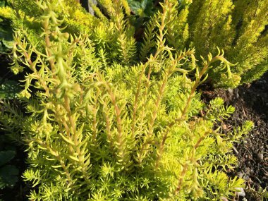 Saint Gallen Feldli Mezarlığı 'nda çiçek ve botanik ayrıntıları (Blumen und botanische Details auf dem Friedhof Feldli in Sankt Gallen), St. Gallen - İsviçre (Schweiz)