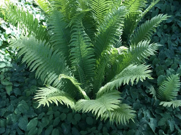 Kwiaty Szczegóły Botaniczne Cmentarzu Feldli Saint Gallen Blumen Und Botanische — Zdjęcie stockowe