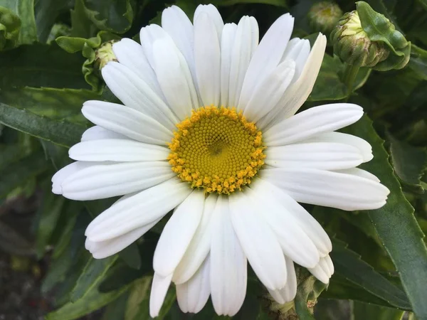 Blumen Und Botanische Details Auf Dem Friedhof Feldli Sankt Gallen — Stockfoto