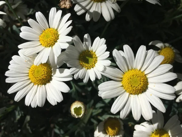 Blumen Und Botanische Details Auf Dem Friedhof Feldli Sankt Gallen — Stockfoto