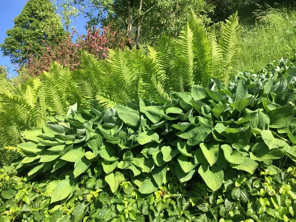 Blumen Und Botanische Details Auf Dem Friedhof Feldli Sankt Gallen — Stockfoto