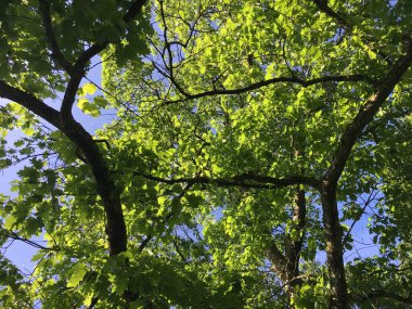 Saint Gallen Feldli Mezarlığı 'ndaki parktaki ağaçlar (Baumkronen im Park auf dem Friedhof Feldli in Sankt Gallen), St. Gallen - İsviçre (Schweiz)