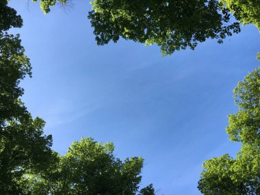Saint Gallen Feldli Mezarlığı 'ndaki parktaki ağaçlar (Baumkronen im Park auf dem Friedhof Feldli in Sankt Gallen), St. Gallen - İsviçre (Schweiz)