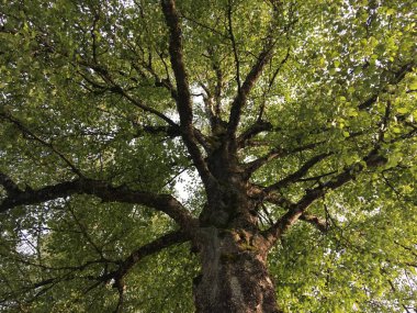 Saint Gallen Feldli Mezarlığı 'ndaki parktaki ağaçlar (Baumkronen im Park auf dem Friedhof Feldli in Sankt Gallen), St. Gallen - İsviçre (Schweiz)