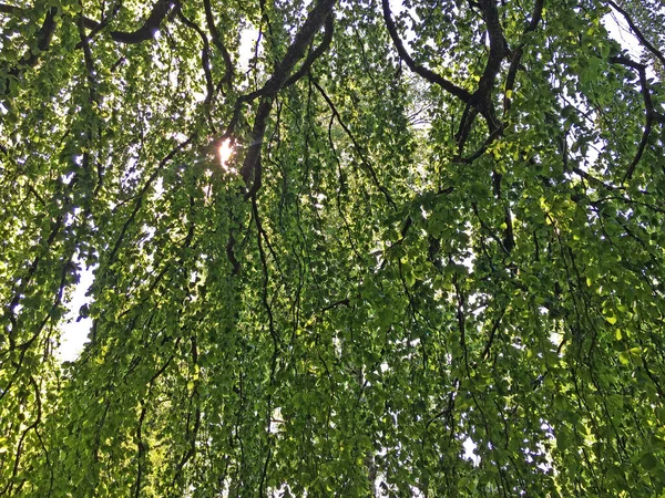 Árvores Parque Cemitério Feldli Saint Gallen Baumkronen Park Auf Dem — Fotografia de Stock