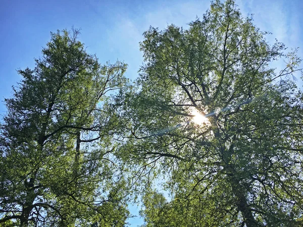 Treetops Park Feldli Cemetery Saint Gallen Baumkronen Park Auf Dem — Stock Photo, Image