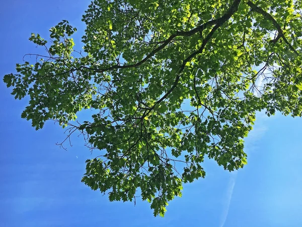 Cime Des Arbres Dans Parc Cimetière Feldli Saint Gall Baumkronen — Photo