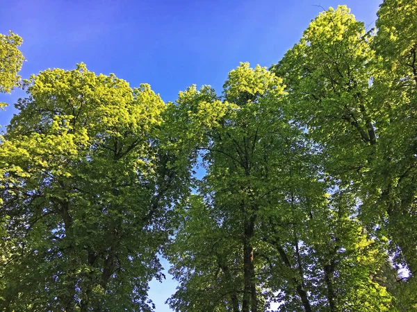 ガレンのフェルドリ墓地の公園内の木 サンクト ガレンのバウムクロネン パーク オーフ フリーホフ フェルドリ ガレン スイス スイス — ストック写真