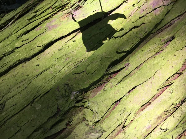 Ιστορικό Ξηρού Πράσινου Φλοιού Κωνοφόρου Δένδρου Πάρκο Της Πόλης Gallen — Φωτογραφία Αρχείου