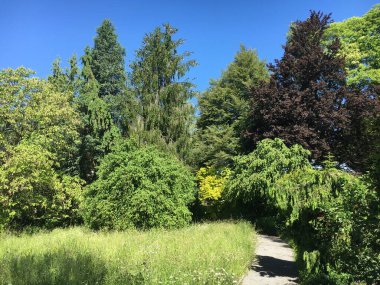 Botanik Bahçesi St. Gallen ya da Botanik Bahçesi Bahçe St. Gallen, Schweiz (Saint Gall, İsviçre 'deki Botanik Bahçesi))