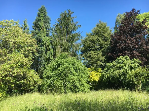 Tájkép Botanikus Kert Gallen Vagy Landschaft Des Botanisches Garten Gallen — Stock Fotó