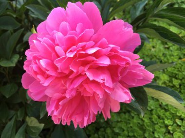 Botanik Bahçesi Saint Gall (Malerische Blumen und exotische Pflanzen im Botanischen Garten Sankt Gallen), İsviçre (Schweiz)