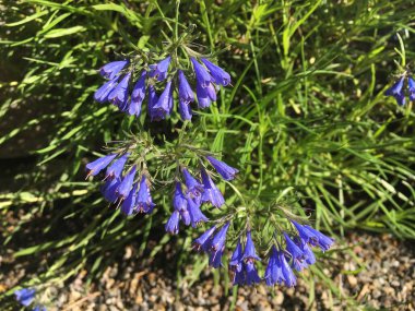 Botanik Bahçesi Saint Gall (Malerische Blumen und exotische Pflanzen im Botanischen Garten Sankt Gallen), İsviçre (Schweiz)