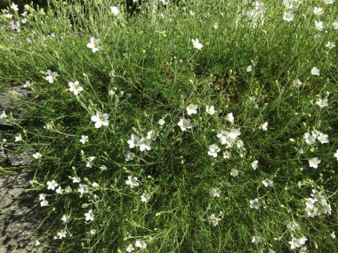 Botanik Bahçesi Saint Gall (Malerische Blumen und exotische Pflanzen im Botanischen Garten Sankt Gallen), İsviçre (Schweiz)