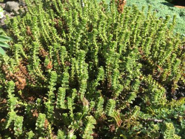 Botanik Bahçesi Saint Gall (Malerische Blumen und exotische Pflanzen im Botanischen Garten Sankt Gallen), İsviçre (Schweiz)