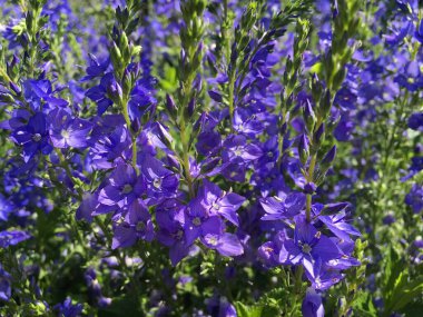 Botanik Bahçesi Saint Gall (Malerische Blumen und exotische Pflanzen im Botanischen Garten Sankt Gallen), İsviçre (Schweiz)