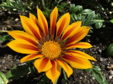 Botanik Bahçesi Saint Gall (Malerische Blumen und exotische Pflanzen im Botanischen Garten Sankt Gallen), İsviçre (Schweiz)