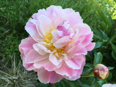 Botanik Bahçesi Saint Gall (Malerische Blumen und exotische Pflanzen im Botanischen Garten Sankt Gallen), İsviçre (Schweiz)