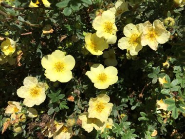 Botanik Bahçesi Saint Gall (Malerische Blumen und exotische Pflanzen im Botanischen Garten Sankt Gallen), İsviçre (Schweiz)