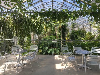 Çiçekler ve bitkiler seralarda veya Botanik Bahçesi 'nde bir tropikal evde Saint Gall (Blumen und Pflanzen in den Gewaechshaeusern des Botanischen Gartens Santens Gallen), St. Gallen - İsviçre (Schweiz)