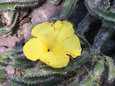 Çiçekler ve bitkiler seralarda veya Botanik Bahçesi 'nde bir tropikal evde Saint Gall (Blumen und Pflanzen in den Gewaechshaeusern des Botanischen Gartens Santens Gallen), St. Gallen - İsviçre (Schweiz)