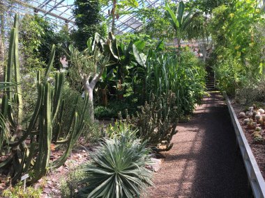 Çiçekler ve bitkiler seralarda veya Botanik Bahçesi 'nde bir tropikal evde Saint Gall (Blumen und Pflanzen in den Gewaechshaeusern des Botanischen Gartens Santens Gallen), St. Gallen - İsviçre (Schweiz)