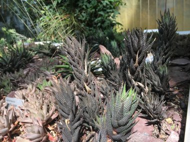 Çiçekler ve bitkiler seralarda veya Botanik Bahçesi 'nde bir tropikal evde Saint Gall (Blumen und Pflanzen in den Gewaechshaeusern des Botanischen Gartens Santens Gallen), St. Gallen - İsviçre (Schweiz)