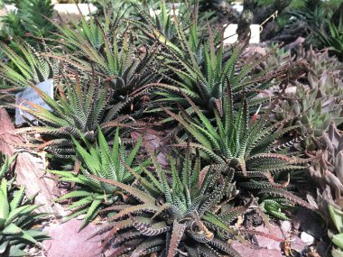 Çiçekler ve bitkiler seralarda veya Botanik Bahçesi 'nde bir tropikal evde Saint Gall (Blumen und Pflanzen in den Gewaechshaeusern des Botanischen Gartens Santens Gallen), St. Gallen - İsviçre (Schweiz)