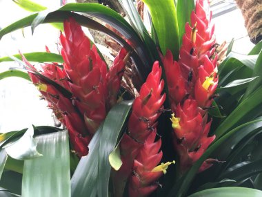 Çiçekler ve bitkiler seralarda veya Botanik Bahçesi 'nde bir tropikal evde Saint Gall (Blumen und Pflanzen in den Gewaechshaeusern des Botanischen Gartens Santens Gallen), St. Gallen - İsviçre (Schweiz)