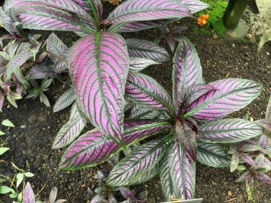 Çiçekler ve bitkiler seralarda veya Botanik Bahçesi 'nde bir tropikal evde Saint Gall (Blumen und Pflanzen in den Gewaechshaeusern des Botanischen Gartens Santens Gallen), St. Gallen - İsviçre (Schweiz)
