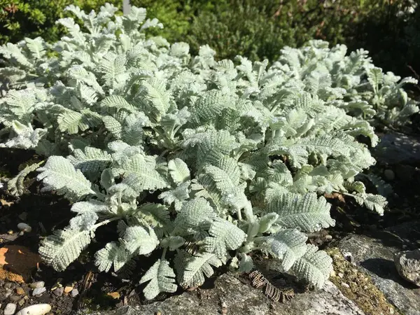 Malownicze Kwiaty Egzotyczne Rośliny Ogrodzie Botanicznym Saint Gall Malerische Blumen — Zdjęcie stockowe