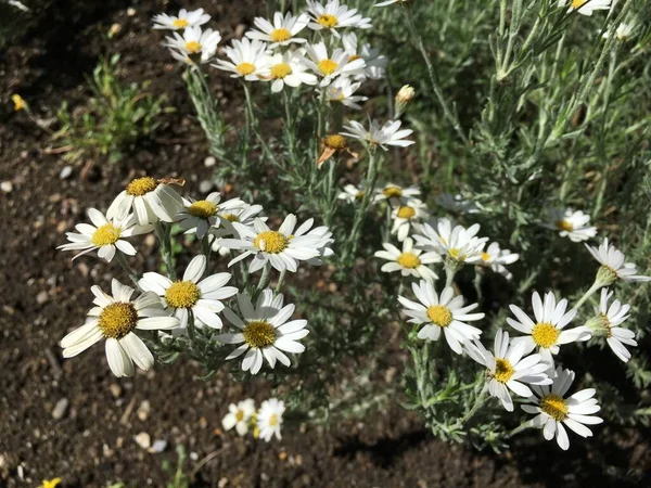 Malerische Blumen Und Exotische Pflanzen Botanischen Garten Sankt Gallen Gallen — Stockfoto