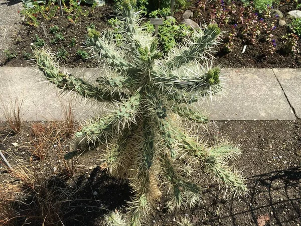 Fiori Pittoreschi Piante Esotiche Nell Orto Botanico Saint Gall Malerische — Foto Stock