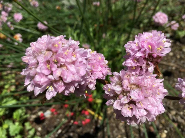 Живописные Цветы Экзотические Растения Ботаническом Саду Saint Gall Malerische Blumen — стоковое фото