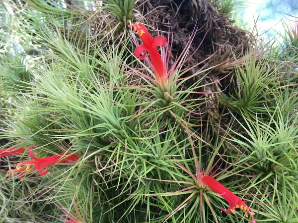 Flores Plantas Estufas Uma Casa Tropical Jardim Botânico Saint Gall — Fotografia de Stock