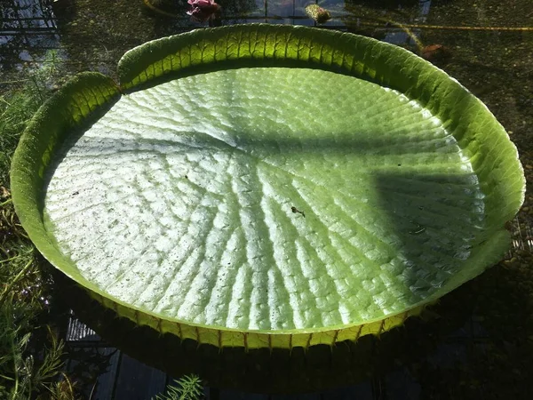 Flores Plantas Estufas Uma Casa Tropical Jardim Botânico Saint Gall — Fotografia de Stock