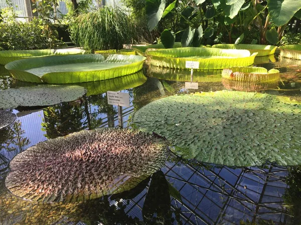 Fiori Piante Serre Una Casa Tropicale Orto Botanico Saint Gall — Foto Stock