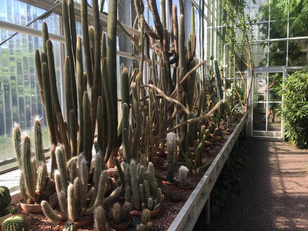 Flowers Plants Greenhouses Tropical House Botanical Garden Saint Gall Blumen — Stock Photo, Image