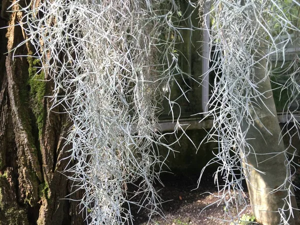 Blumen Und Pflanzen Den Gewächshäusern Des Botanischen Gartens Sankt Gallen — Stockfoto