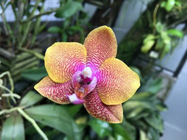 Çiçekler ve bitkiler seralarda veya Botanik Bahçesi 'nde bir tropikal evde Saint Gall (Blumen und Pflanzen in den Gewaechshaeusern des Botanischen Gartens Santens Gallen), St. Gallen - İsviçre / Schweiz